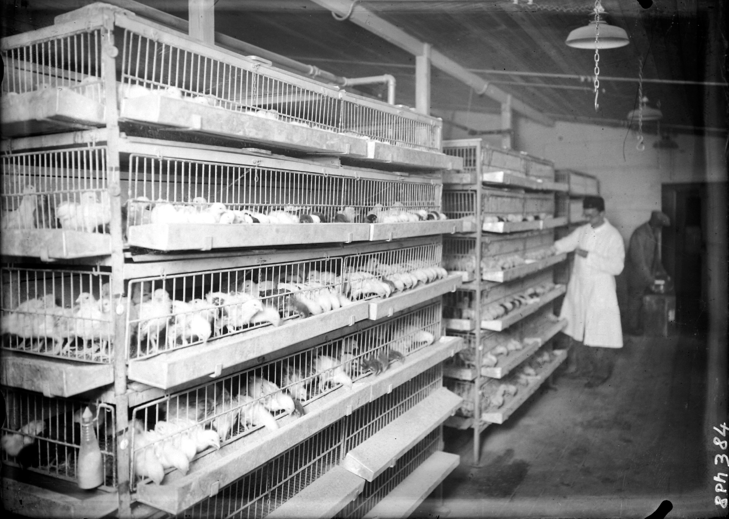 Vue intérieure de la ferme du château de la Flachère à Saint-Vérand - soins apportés à l'élevage de volailles : épreuve photographique NB sur verre par Emile Poix ou Edmond Pernet (vers 1920, cote : 8PH/384)