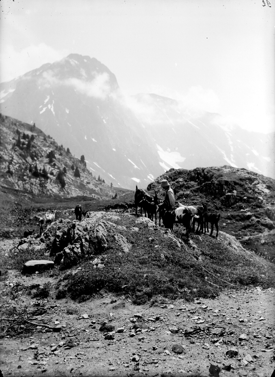 Paysage du massif de l'Oisans : troupeau de chèvres dans un alpage rassemblées autour d'un berger : épreuve photographique NB sur verre par Emile Poix ou Edmond Pernet (vers 1930, cote : 8PH/435)