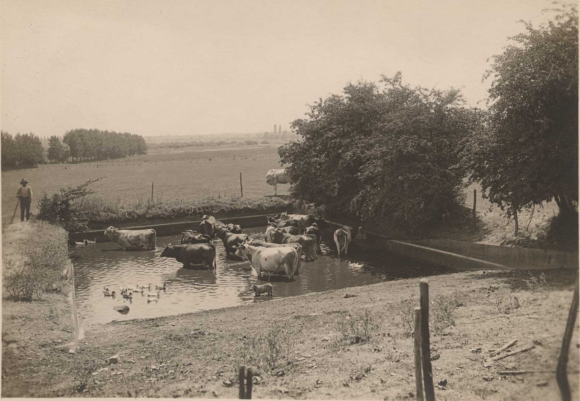 Ferme de Mionnay : bétail dans une pièce d'eau lors de la sécheresse de 1921 : tirage papier NB par Emile Poix ou Edmond Pernet (1921, cote : 8PH/5709)