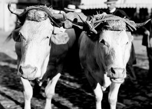 Attelage de bœufs : épreuve photographique NB sur verre par Edmond Pernet (vers 1930, cote : 8PH/723)