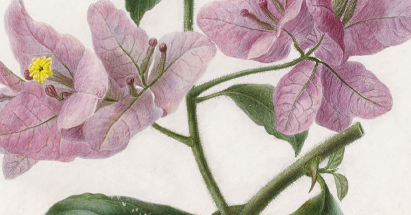 parchemin de fleurs