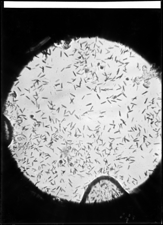 Analyse microscopique de sang - labo_police_46